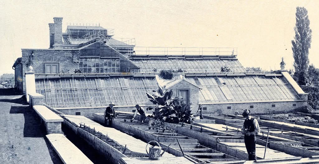 Botanički vrt, Mihanovićeva ulica, 1895. godine. Staklenici